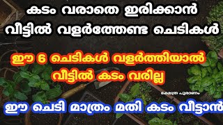 കടം വീട്ടാൻ വീട്ടിൽ വളർത്തേണ്ട ചെടികൾ. vastu tips. jyothisham Malayalam. astrology Malayalam