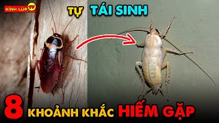 🔥 8 Hành Trình Lột Xác Kinh Điển Nhất Trong Thế Giới Động Vật Cùng Kính Lúp TV Khám Phá Nhé