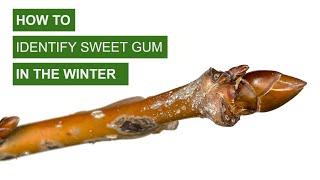 How to Identify Sweet Gum in the Winter