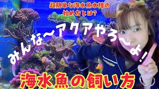 【はじめての海水魚飼育】おすすめのお魚は?超簡単海水魚水槽立ち上げ方法！