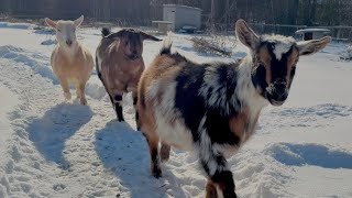 Tips for goat care when it’s super cold!