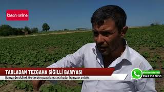 Tarladan tezgaha Siğilli Bamyası