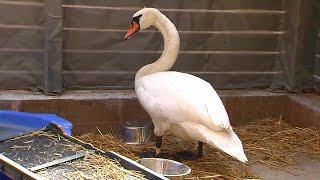 Auswilderung von Wildtieren - Tierschutz in München