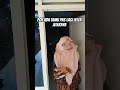 pov ada tamu pas lagi jelek shorts videolucu