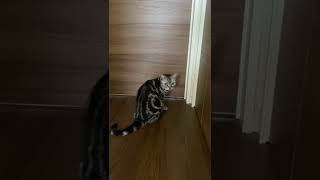 ドアが開くのを今か今かと待つ猫のクレアさん。 #Shorts