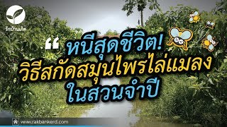 วิธีสกัดน้ำสมุนไพร ใช้ไล่แมลงในสวนจำปี l รักบ้านเกิด