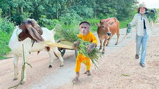 Cutis Take Goat Secretly Follow Mom Harvests Grass Feed Cows !