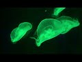 🟣green jellyfish aquarium calm music for sleep black screen