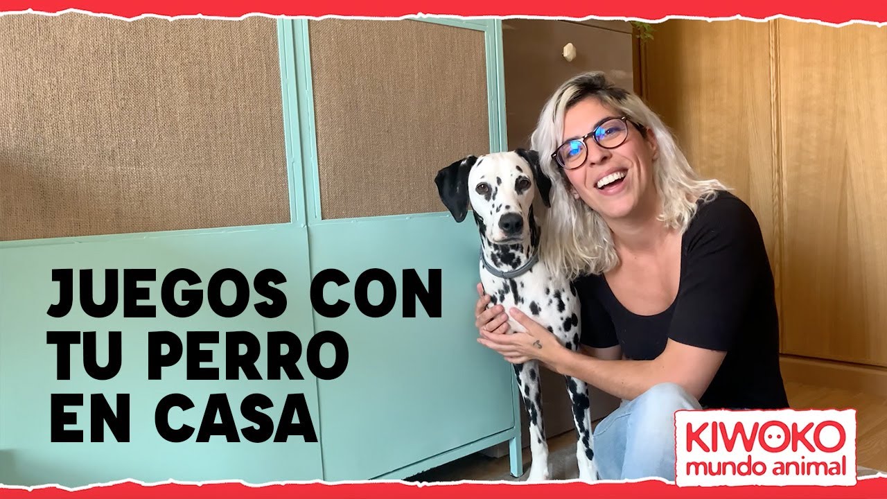 Cómo Jugar Con Tu Perro En Casa: Juegos Para Perros ⚽🐶 - YouTube