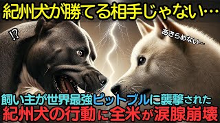 世界最強の「闘犬」ピットブルが日本の紀州犬にわずか5秒で戦意喪失した理由…【海外の反応】