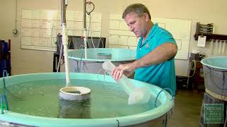Sea Center Fish Stocking
