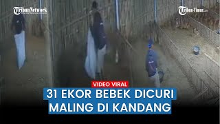 Maling Bebek Berhasil Bawa Lari 31 Ekor, Aksinya Tertangkap CCTV