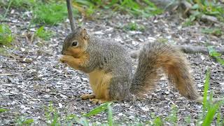 Fox squirrel (Sciurus niger) - Maumee Bay (USA Ohio) 16-5-2023