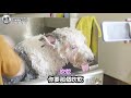 boss u0026 koko 洗澎澎日~~~洗完後變化居然這麼大！ ｜ 古代牧羊犬 고대 영국 양치기 寵物古牧犬 シープドッグ old english sheepdog