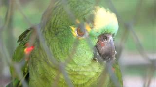 CANTO DO PAPAGAIO VERDADEIRO \\ LOURO (Amazona aestiva)