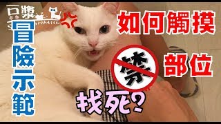 【豆漿 - SoybeanMilk】Cat Refuse You Touching the Paw? A Nice Solution!