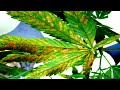 Identifying and Treating Cannabis Diseases #12: Calcium Deficiency