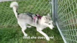 Husky reunites with her brother and absolutely loses her mind