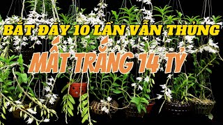 CHƠI LAN ĐỘT BIẾN MẤT ĐẤT VÀ NHÀ BAY 14 TỶ