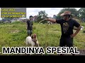 CARA MEMANDIKAN ANJING PITBULL X TERBESAR DI KOTA TASIKMALAYA DI KANDANG ANJING MILIK PAK ADE GURU