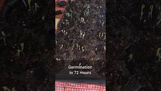 Watch These Seeds EXPLODE With Growth in Just 72 Hours!