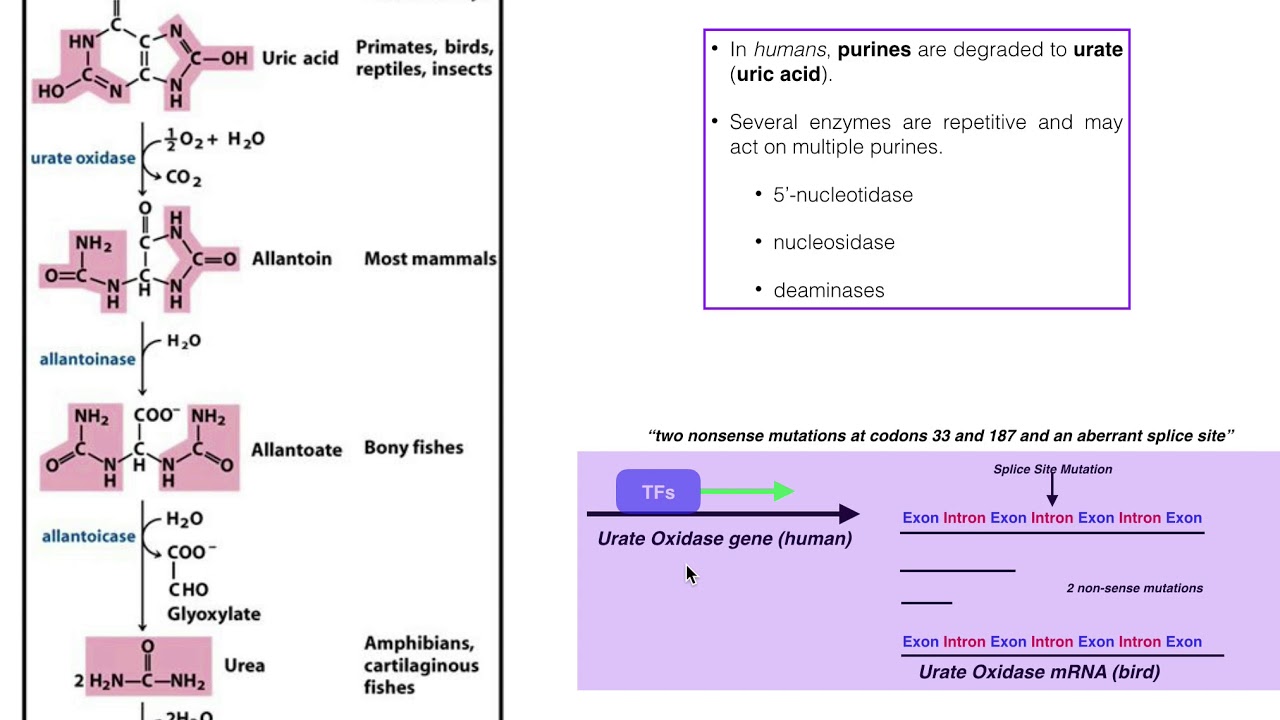 Nucleotide Metabolism | Degradation Of Uric Acid - YouTube