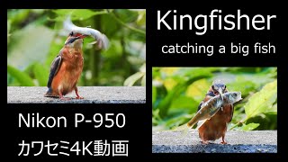 Nikon P-950  Kingfisher  catching  a big fish  カワセミ 4K動画