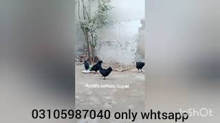 Ayam cemani farming ll fancy hen business ll ayam cemani in gujrat