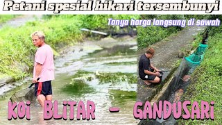 Spesial petani koi khusus hikari yang tersembunyi di desa‼️Canon fadli