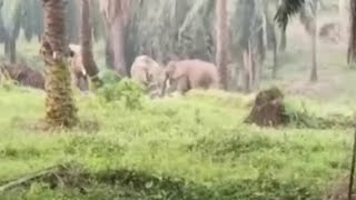 അതിരപ്പിള്ളിയിലെ എണ്ണപ്പന തോട്ടത്തിൽ കാട്ടാനക്കൂട്ടം | Wild Elephant