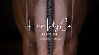 Basic Anatomy of a Horse | Horse 101