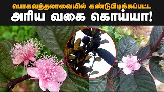 இலங்கையில் கண்டுபிடிக்கப்பட்ட அரிய வகை கொய்யா! | guava