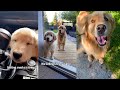 My Two Goldens Funny Week In Review