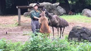 アカカンガルーの説明　よこはま動物園ズーラシア　口コミ