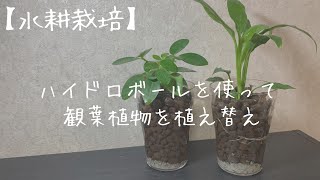 【水耕栽培】ハイドロボールを使って観葉植物を植え替え