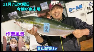 【水揚げ情報】【魚屋の仕入れ】今朝の魚市場11月7日木曜日の水揚げ状況