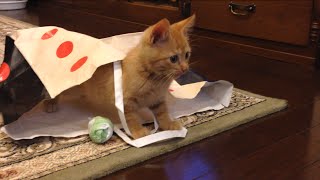 茶トラ子猫「ひろし」紙袋遊びしてお腹が空いたニャ～。キッチンへ Little Kitty in Bag