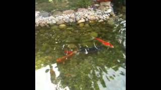 heavenly koi pond