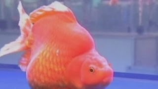 3,000 goldfish compete in beauty pageant in China