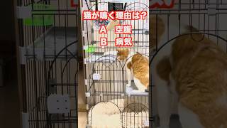 56秒の猫雑学クイズ #猫 #猫動画 #雑学 #クイズ #猫好き