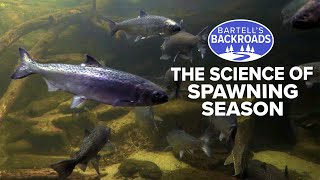 Life, death and fertilization: The lifecycle of salmon at Nimbus Fish Hatchery | Bartell's Backroads
