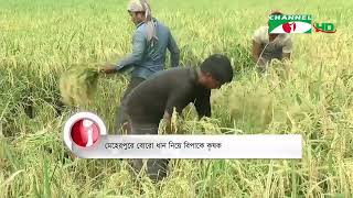 মেহেরপুরে বোরো ধান নিয়ে বিপাকে কৃষক