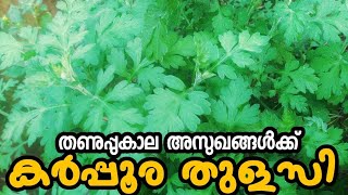 ജലദോഷത്തിന് പ്രതിവിധി കർപ്പൂര തുളസി | Karpoora Thulasi | ഔഷധസസ്യം | ഒറ്റമൂലി | Aviyal media by Das