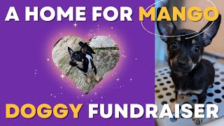 A Home For Mango: Day 2! [Doggy Fundraiser!] Let's get Mango a home!]