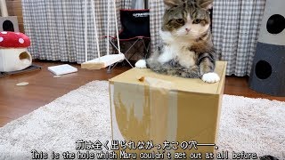 穴から出られるようになったねこ。-Maru came to be able to get out of the hole.-