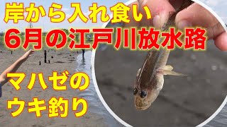 岸からでも入れ食い！6月の江戸川放水路岸でハゼのウキ釣り