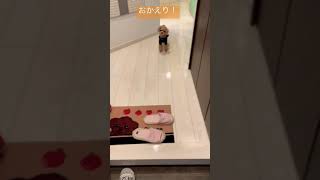 #トイプードル #犬 #チャンネル登録よろしくお願いします