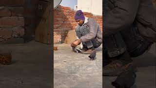 Pigeon flying Kabootar ki video #kabootar #shorts #short #youtubeshorts