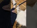 孫の手で昇天する猫