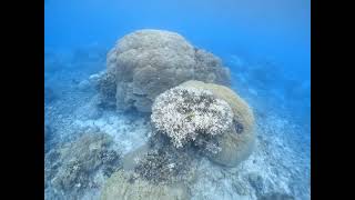 伊良部島 シュノーケル